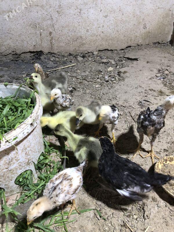 Gaz jüyje - Köýtendag - img 4