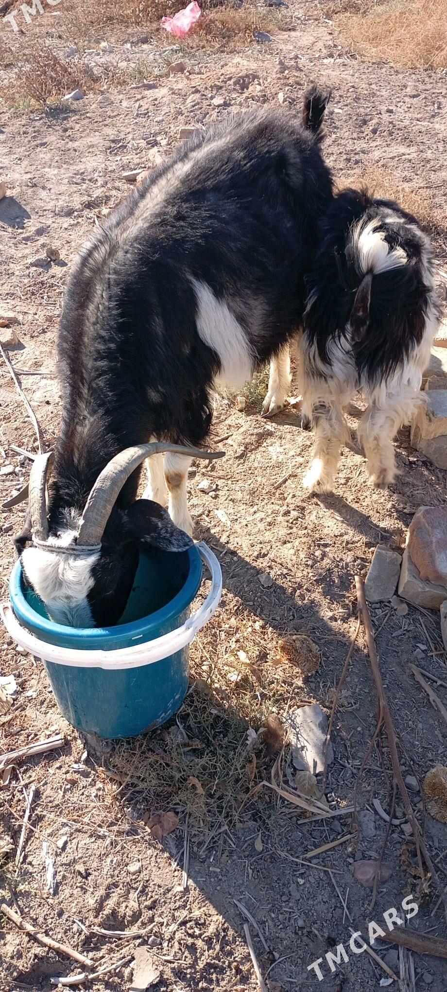 owlakly geci - Boldumsaz - img 1