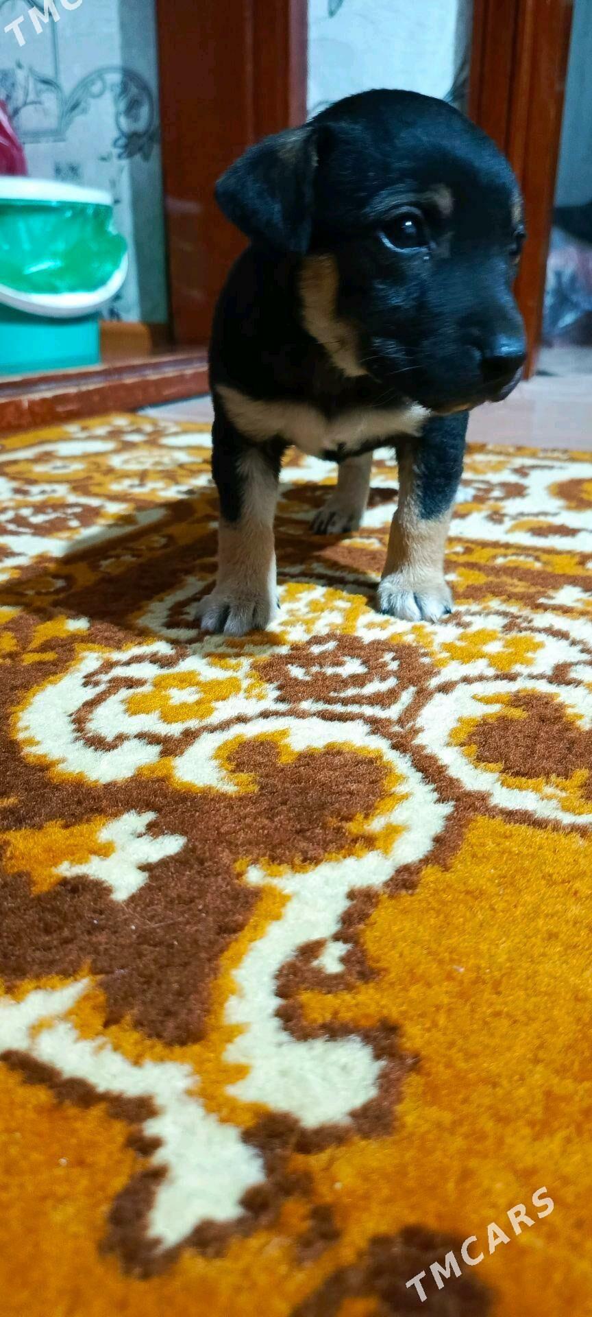 Собачка - Mary - img 3