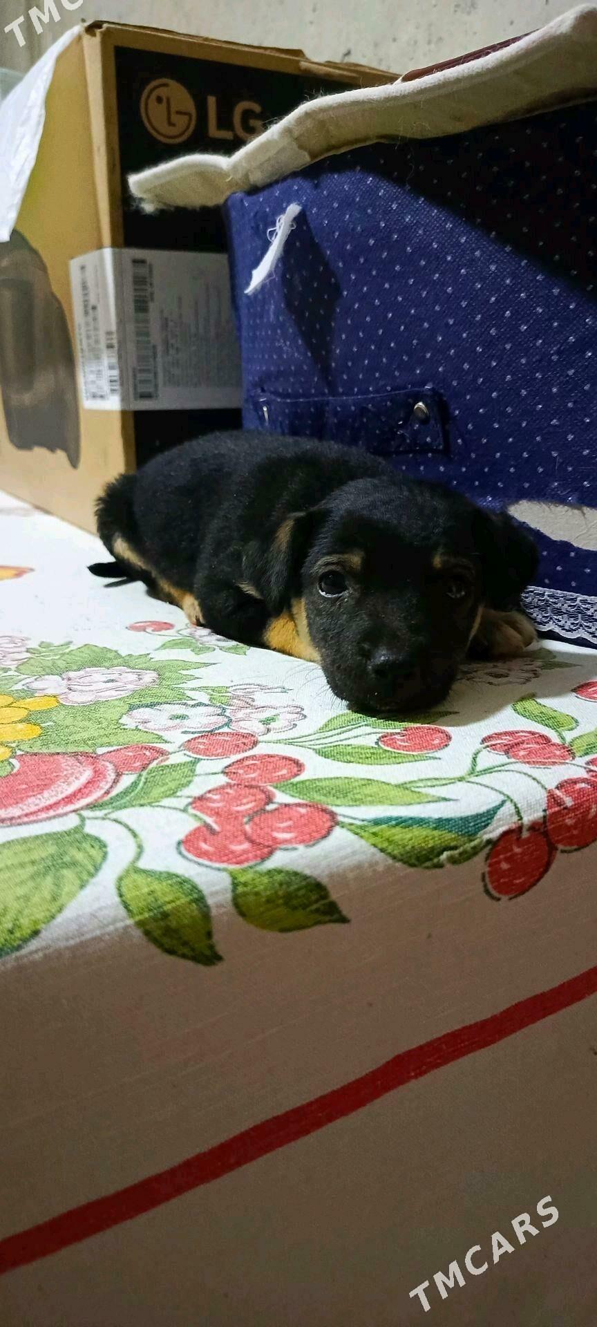 Собачка - Mary - img 5