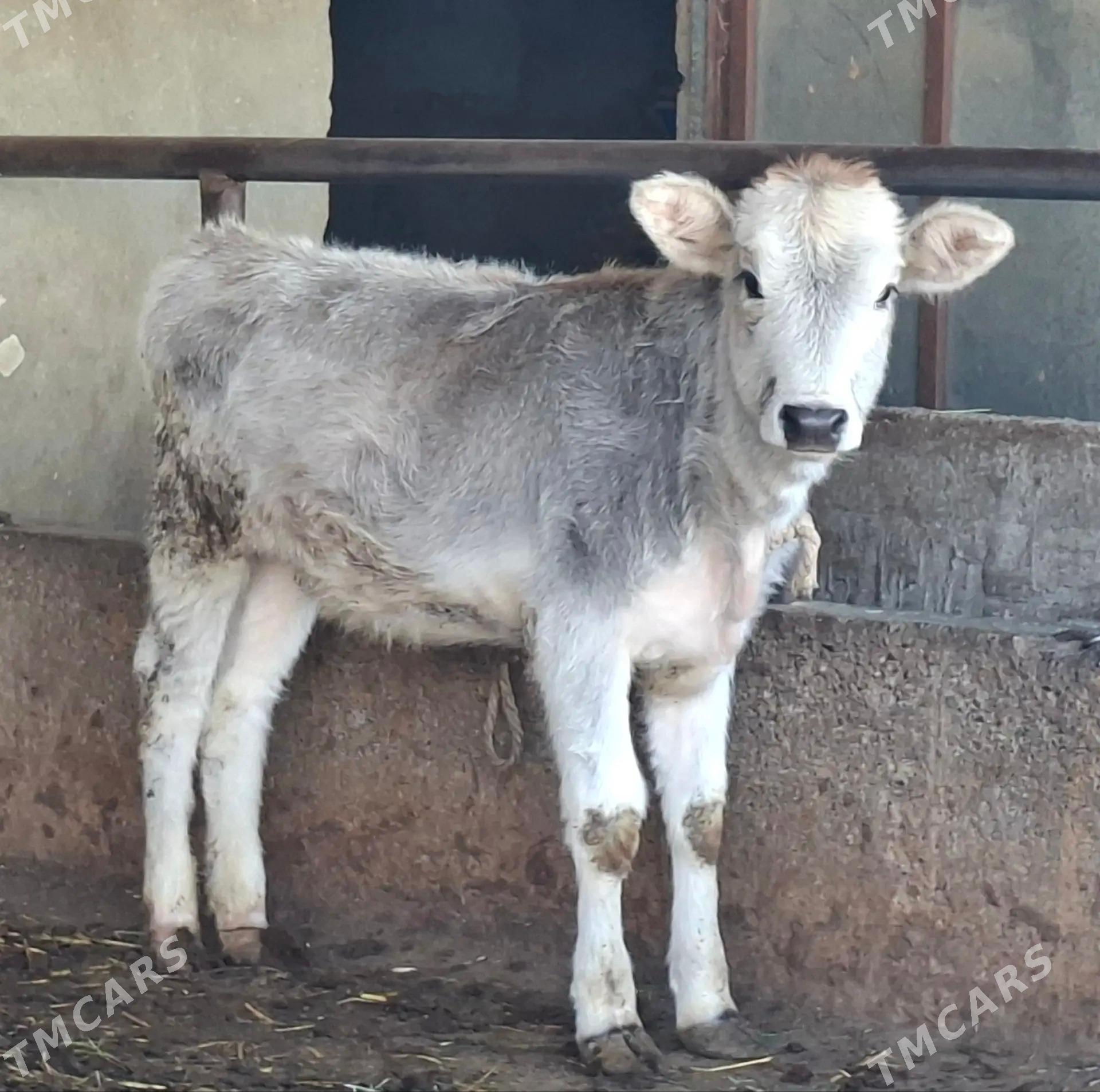 tohum tuwe - Büzmeýin - img 2