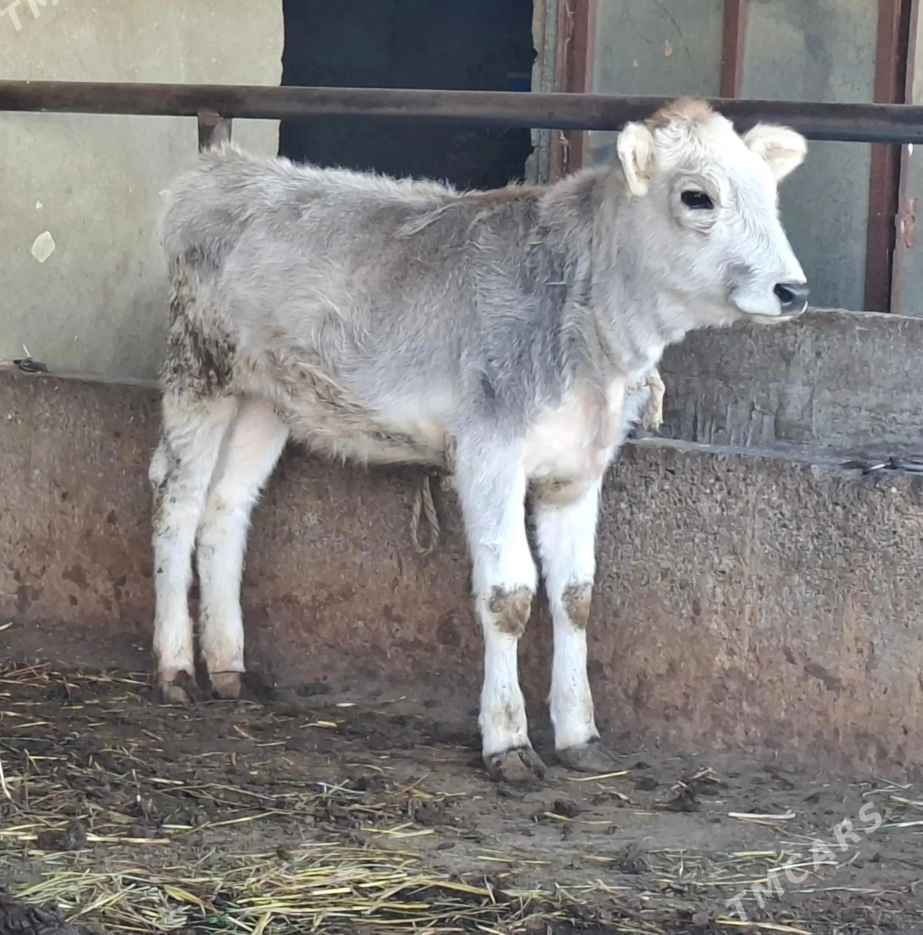 tohum tuwe - Büzmeýin - img 1