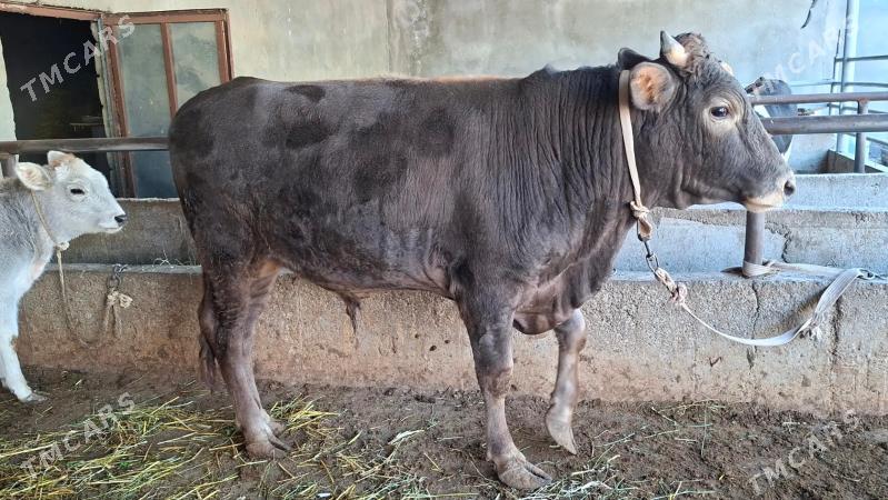 tohum tuwe - Büzmeýin - img 3