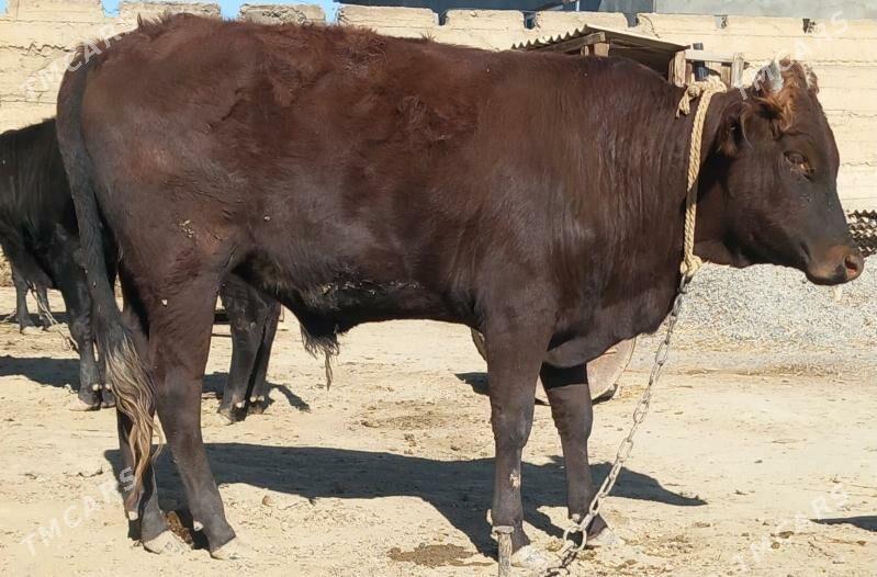 okuz - Анев - img 4