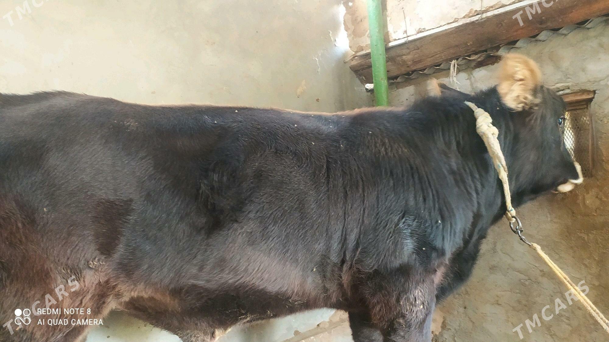 okuz - Чоганлы - img 5