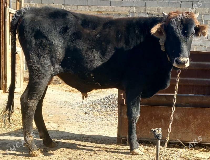 okuz - Анев - img 5