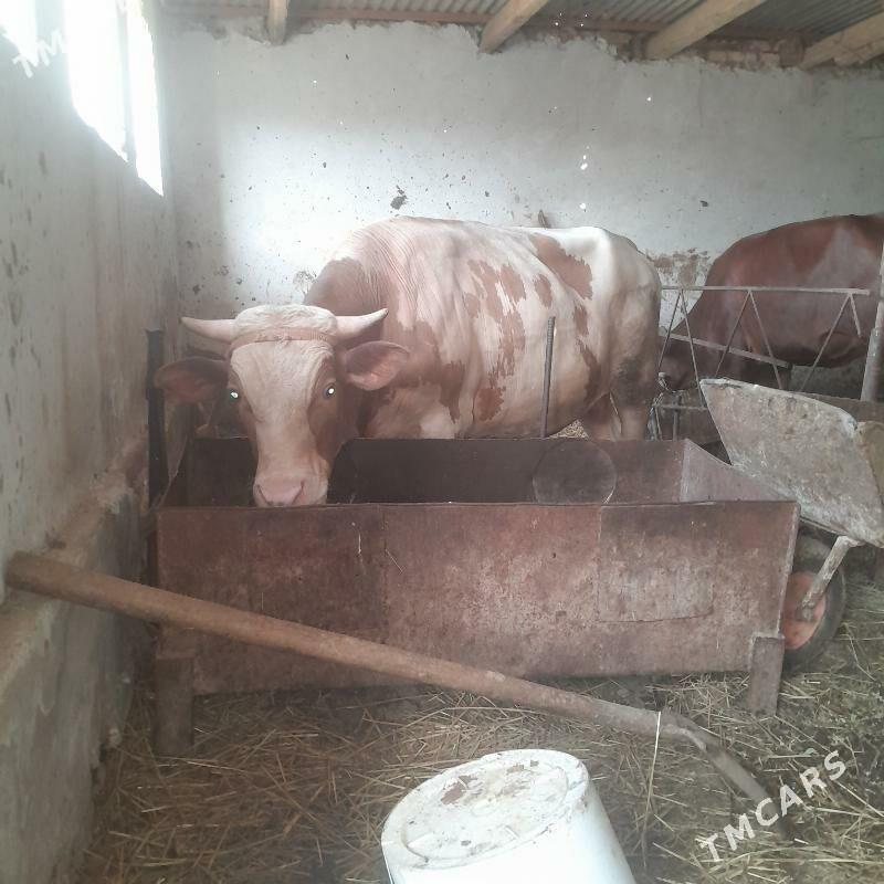 simental okuz - Türkmenabat - img 2