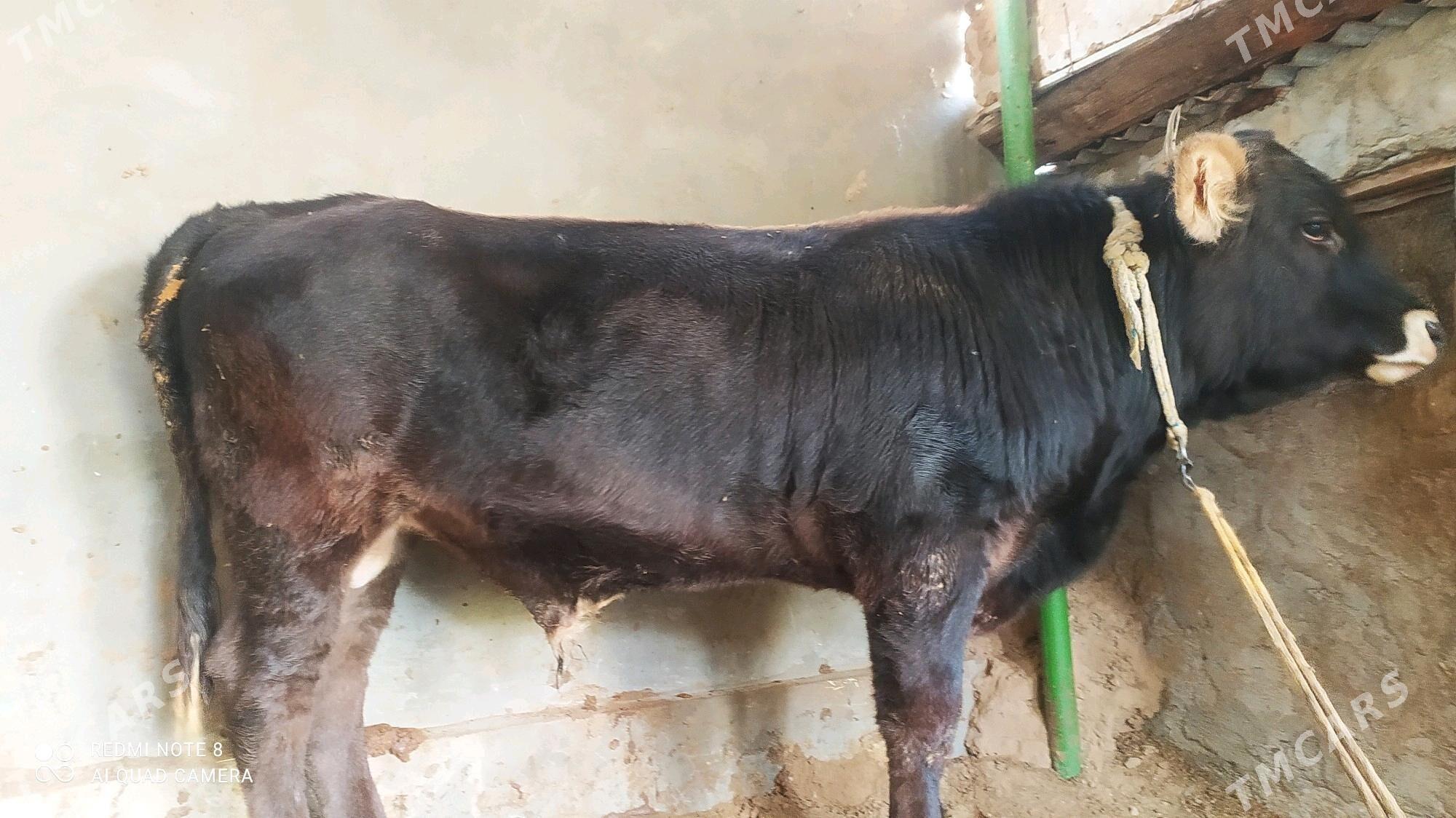 okuz - Чоганлы - img 2