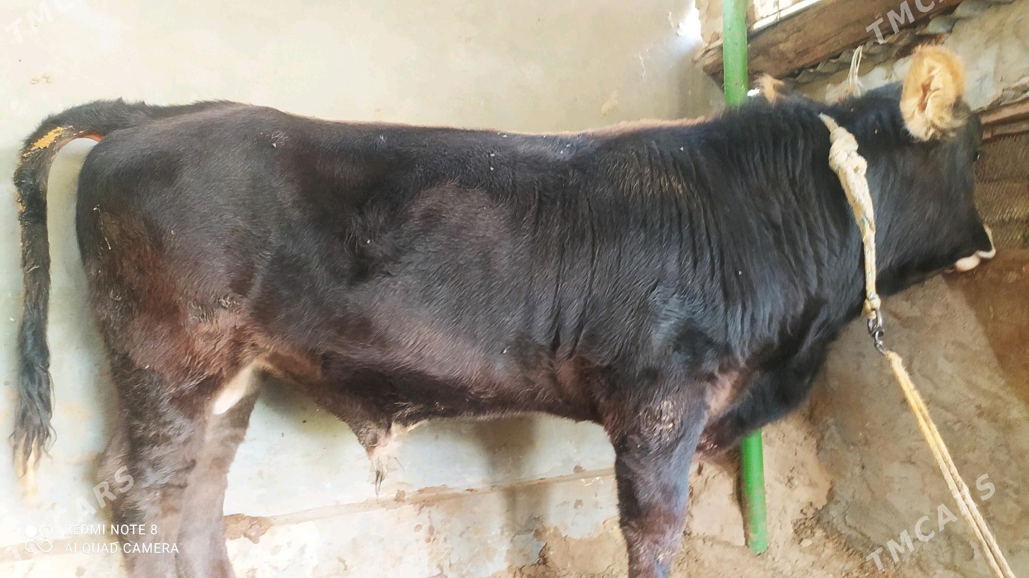 okuz - Чоганлы - img 4