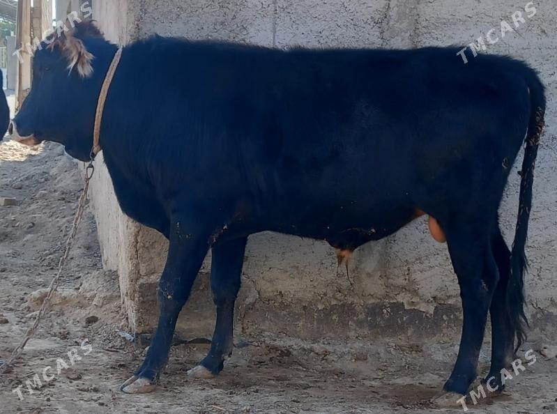 okuz - Анев - img 6