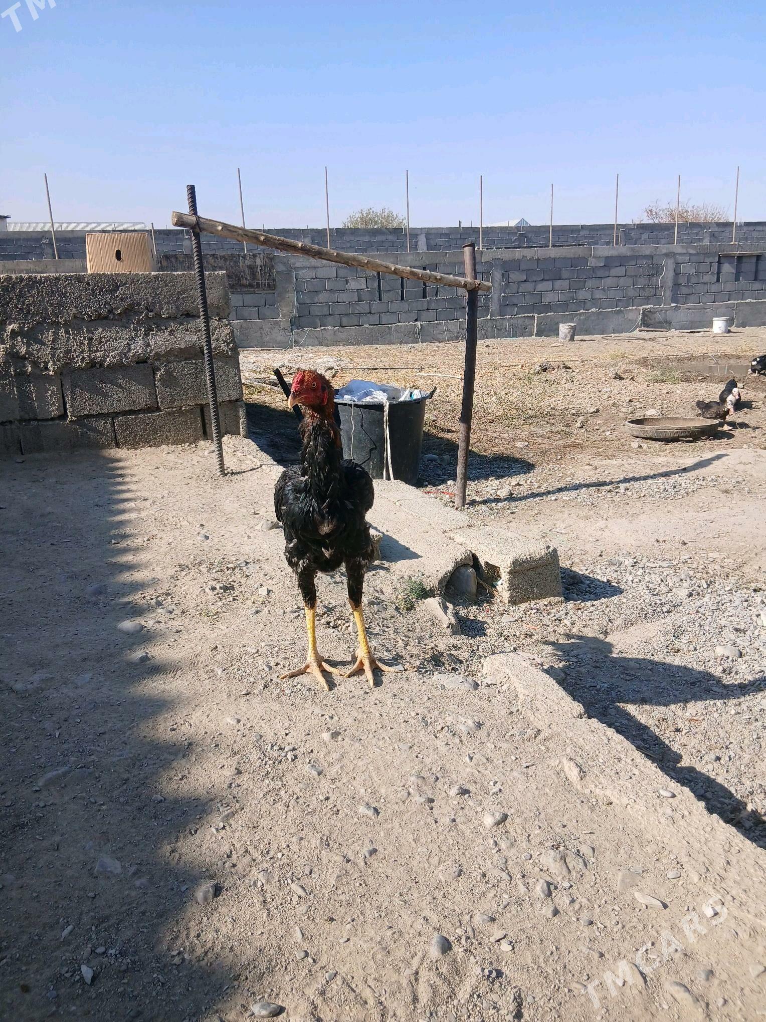 Horaz - Gökdepe - img 2