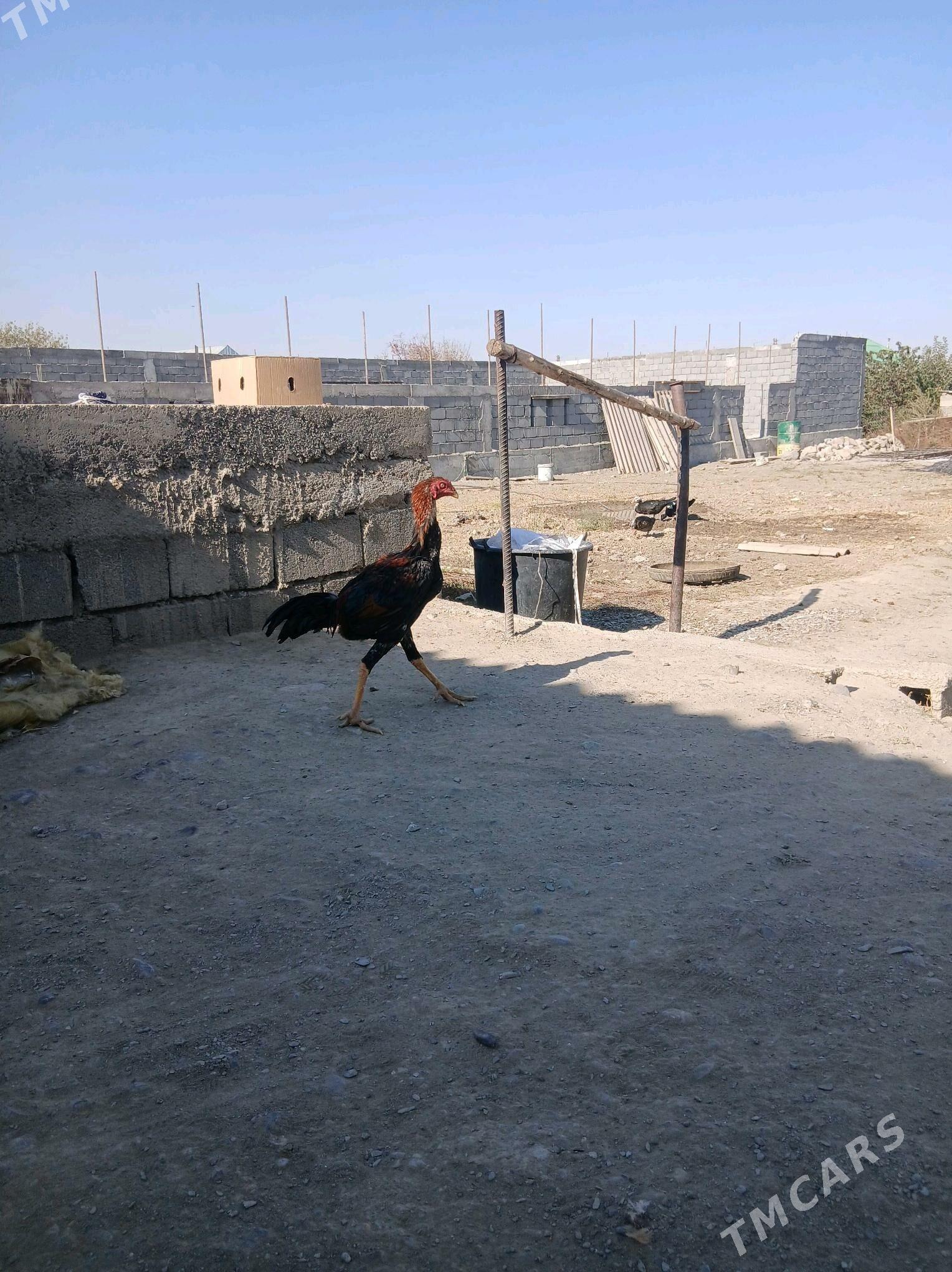 Horaz - Gökdepe - img 3