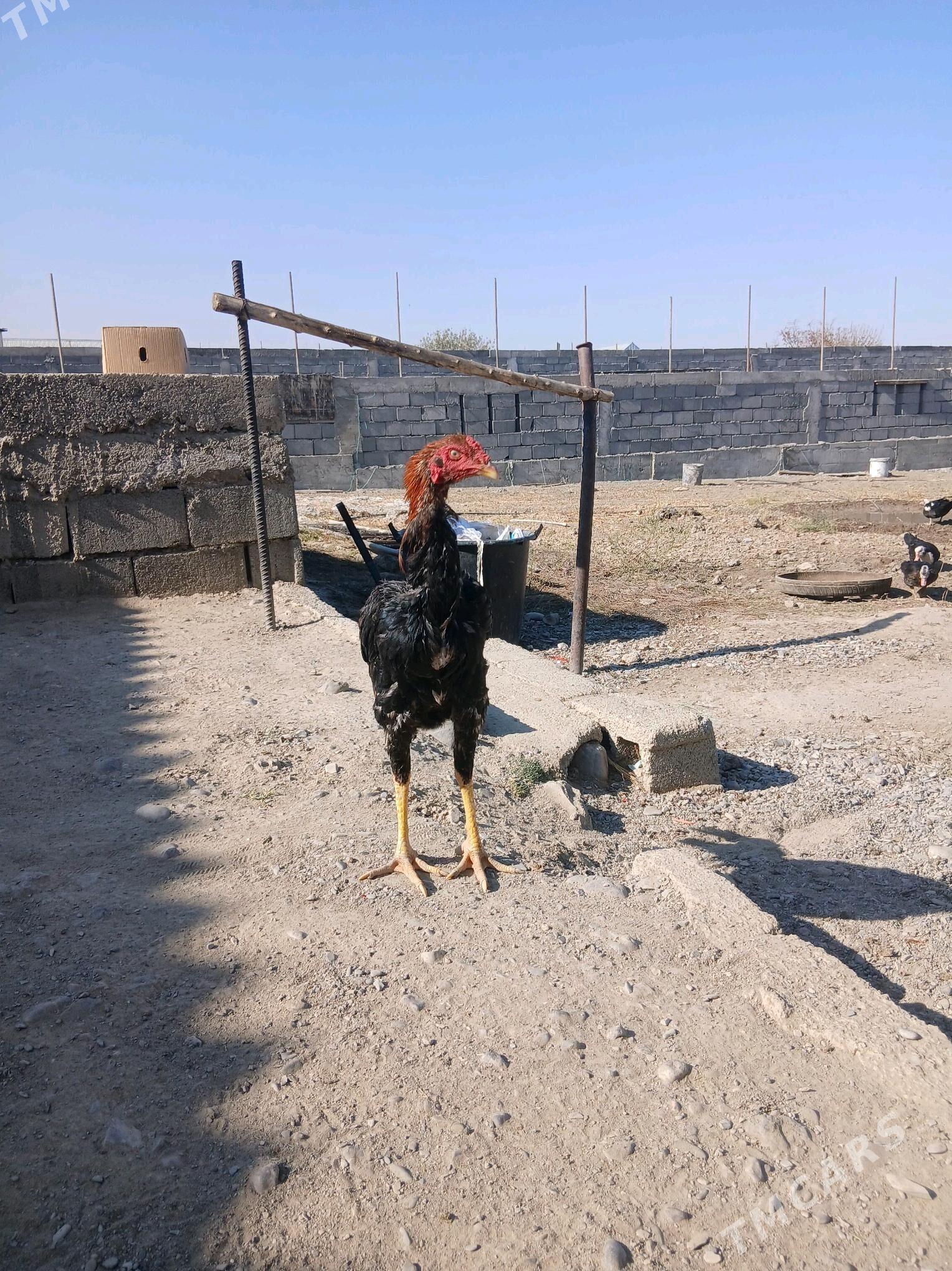 Horaz - Gökdepe - img 1