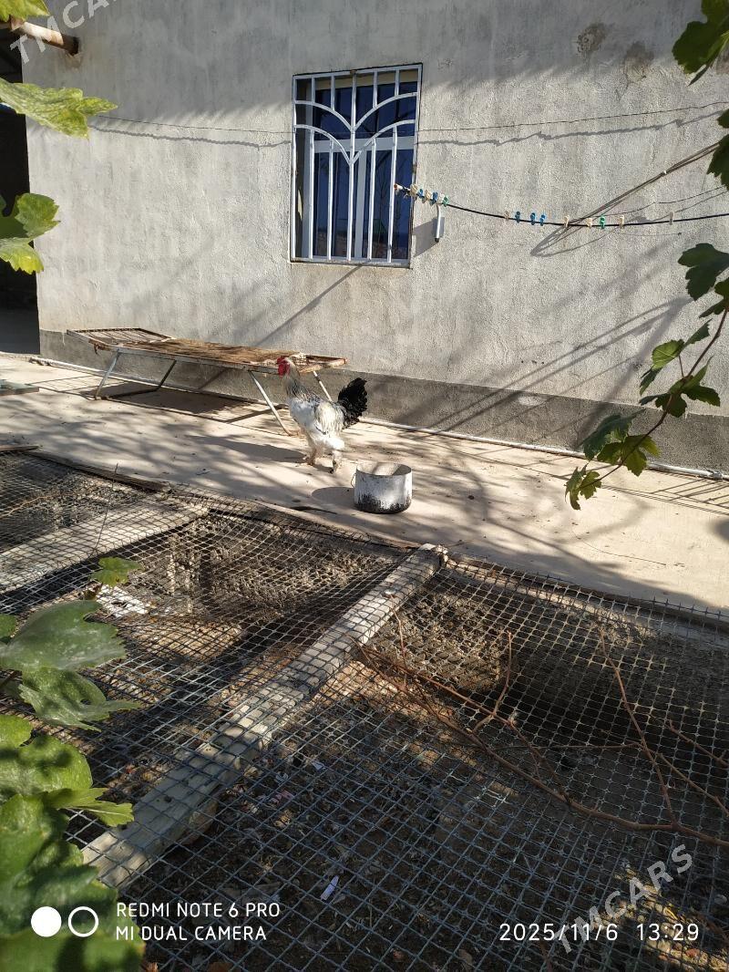 brama horoz - Гызыларбат - img 3