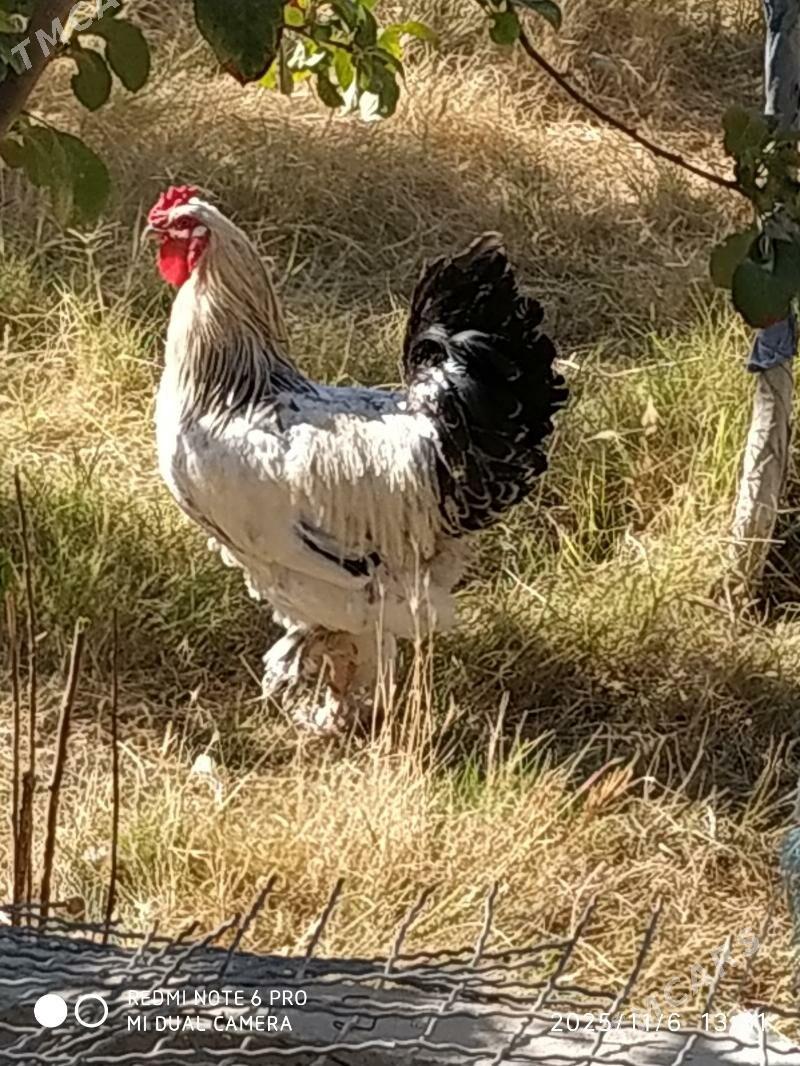 brama horoz - Gyzylarbat - img 1