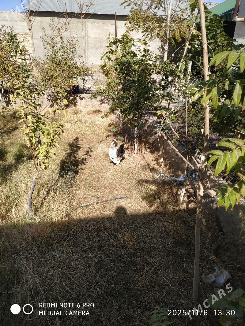 brama horoz - Гызыларбат - img 2