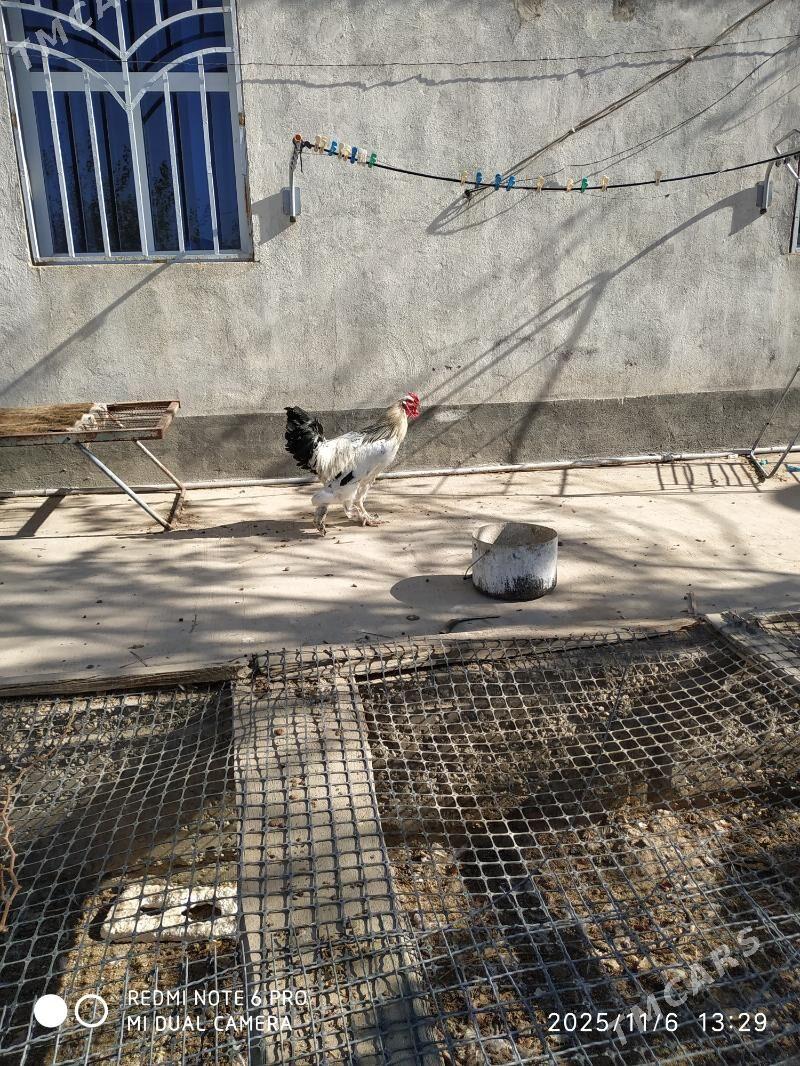 brama horoz - Гызыларбат - img 4