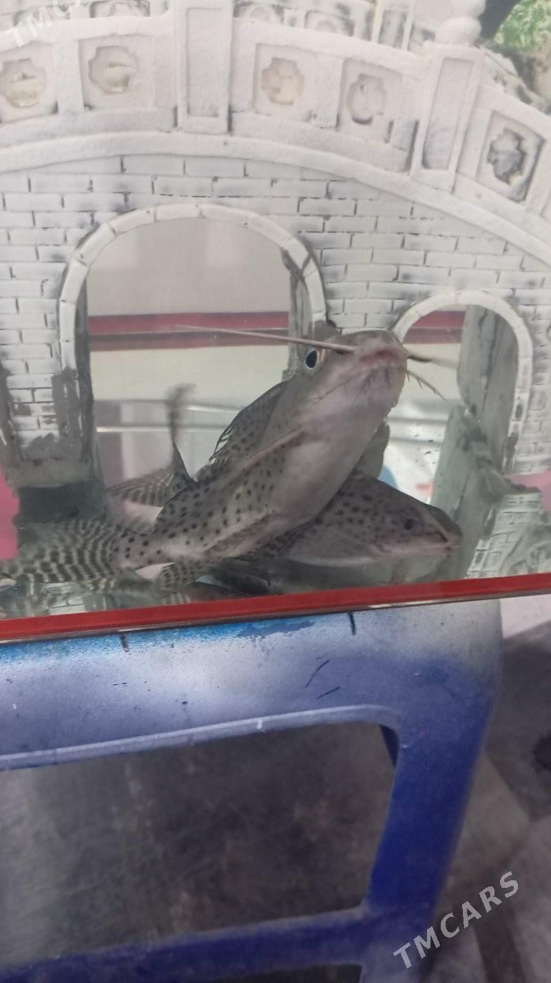 рыбы - Türkmenbaşy - img 2