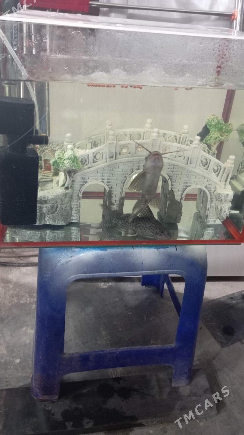 рыбы - Türkmenbaşy - img 1