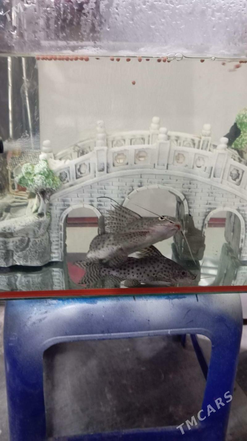 рыбы - Türkmenbaşy - img 4