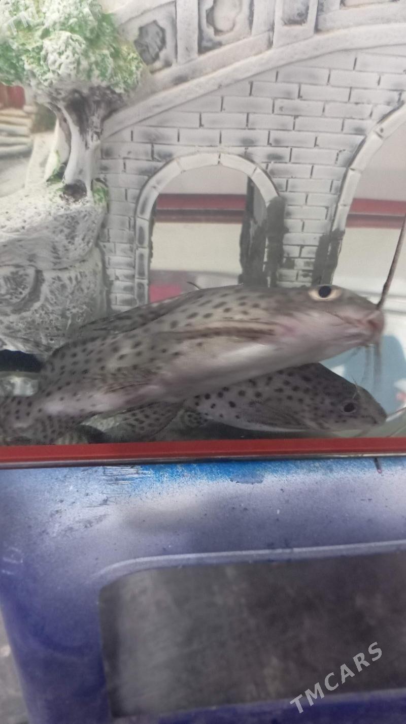 рыбы - Türkmenbaşy - img 3