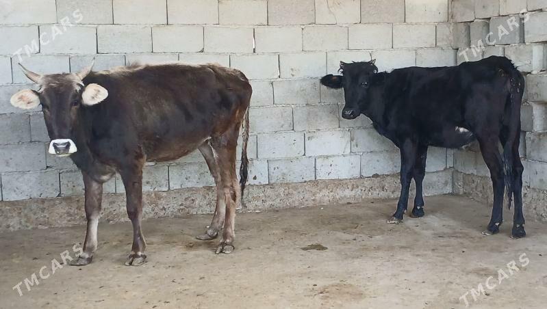 tuwe - Herrikgala - img 2