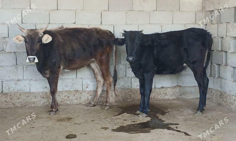 tuwe - Herrikgala - img 4