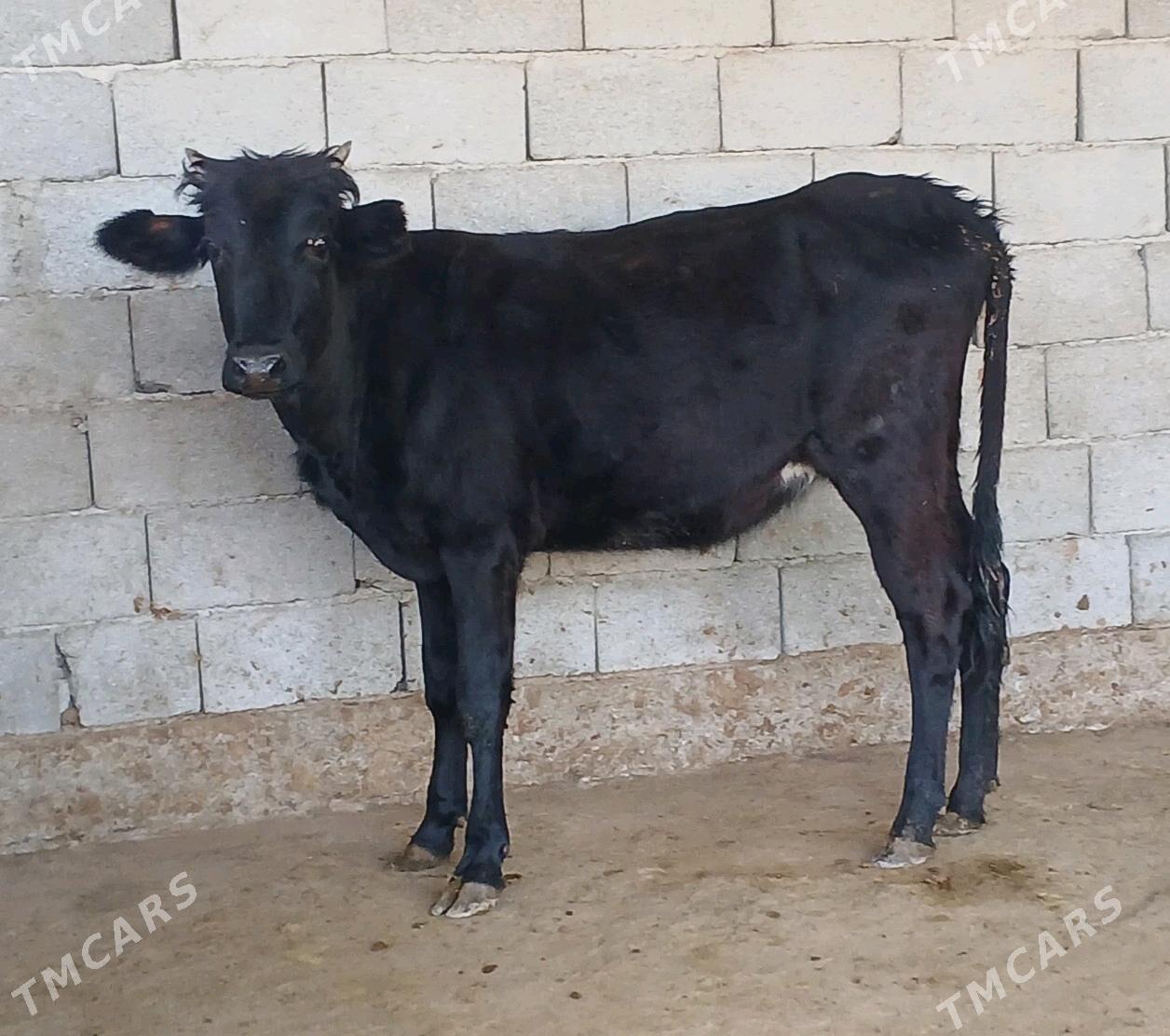 tuwe - Herrikgala - img 6