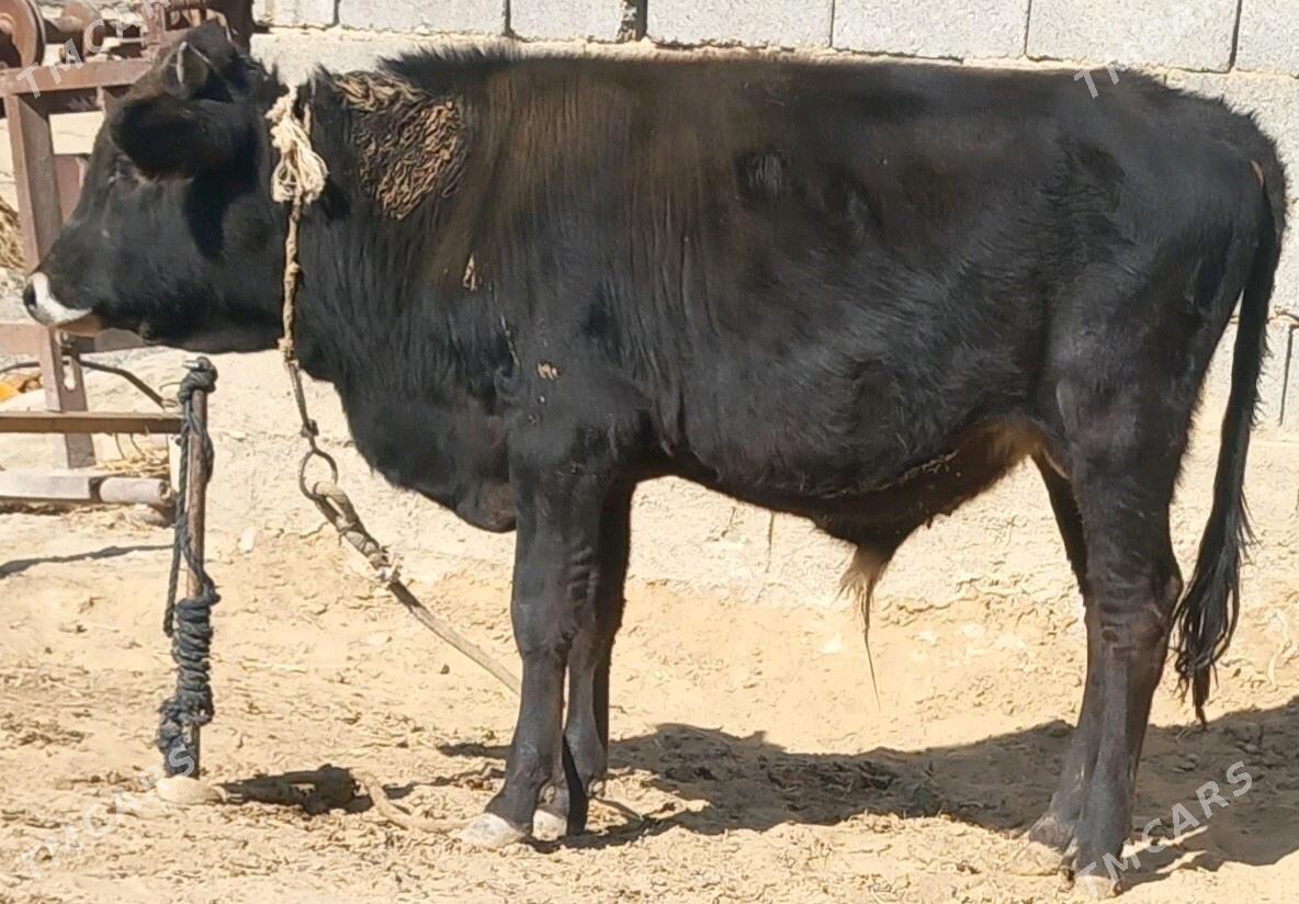 okuz - Анев - img 8