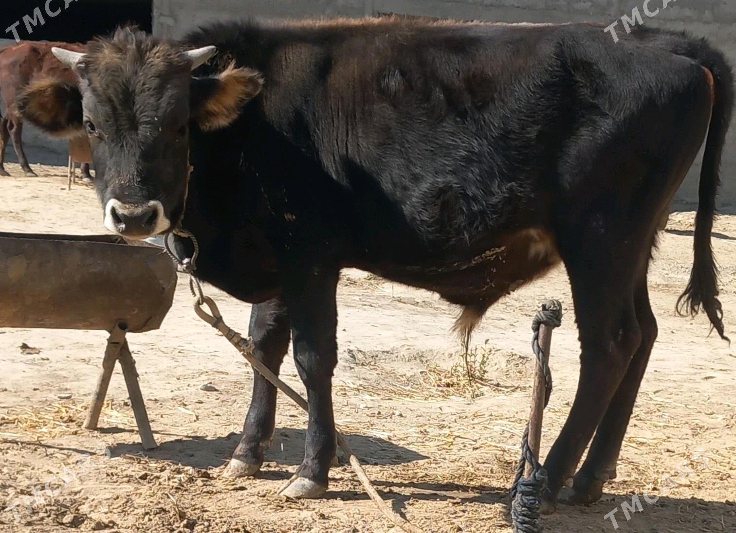 okuz - Анев - img 7