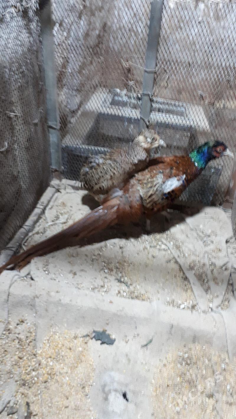 yabany guslar   fazan - Türkmenabat - img 2