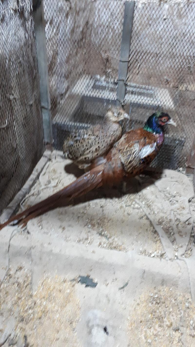 yabany guslar   fazan - Türkmenabat - img 3
