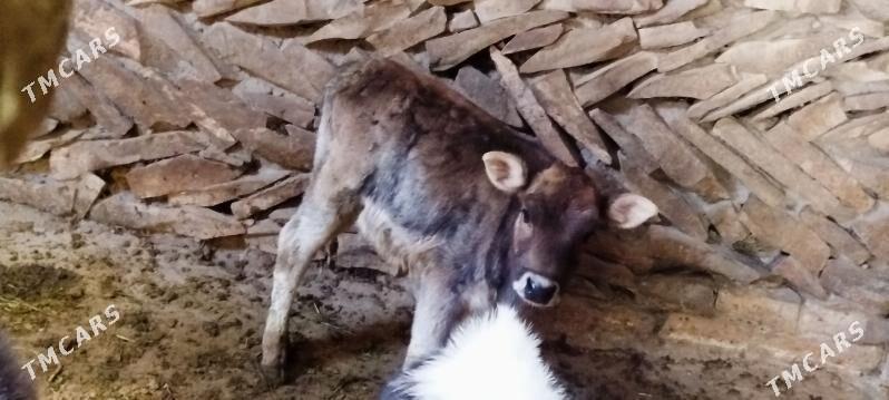 Arassa şiwit Gölely sygyr - Бахарден - img 5