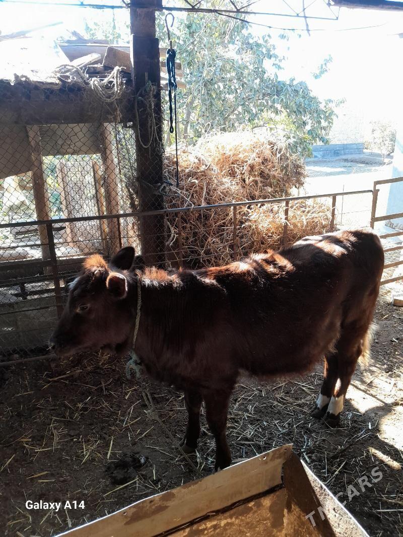 unajyn - Чарджоу - img 2