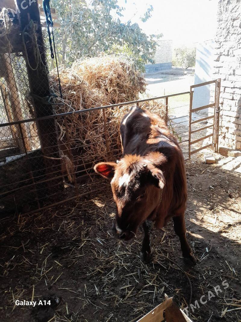 unajyn - Чарджоу - img 1