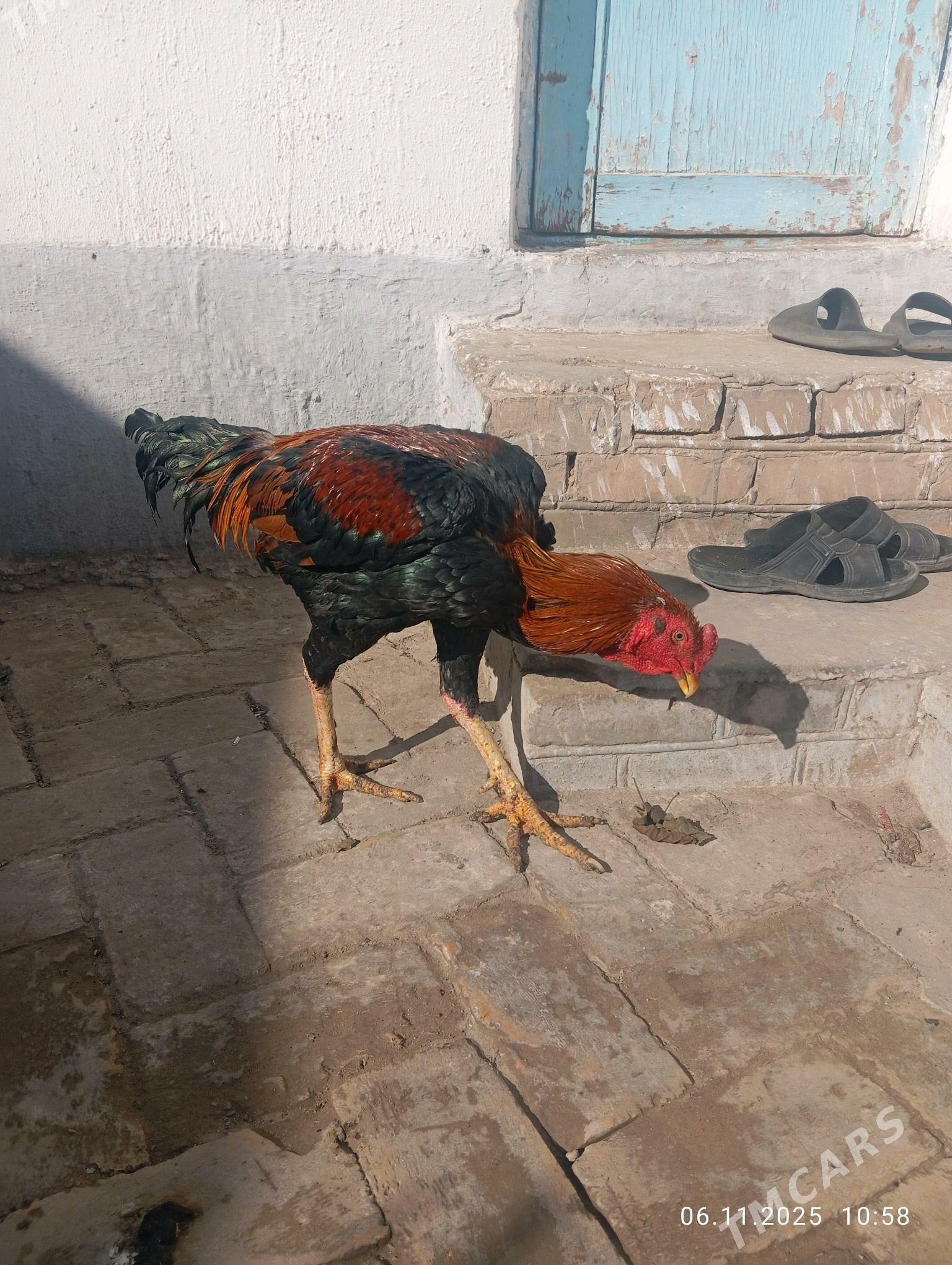 Bayes - Kerki - img 3