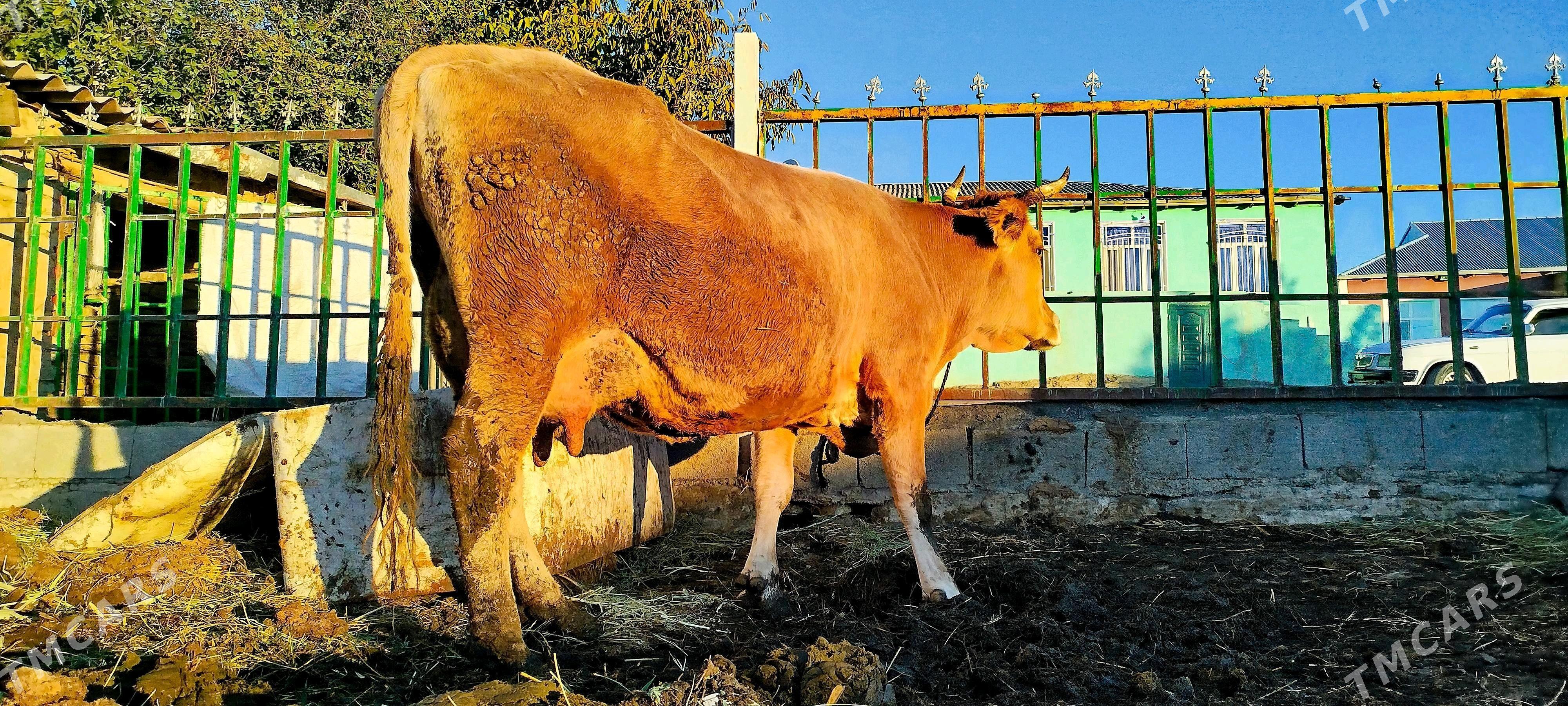 Arassa şiwit Gölely sygyr - Бахарден - img 1