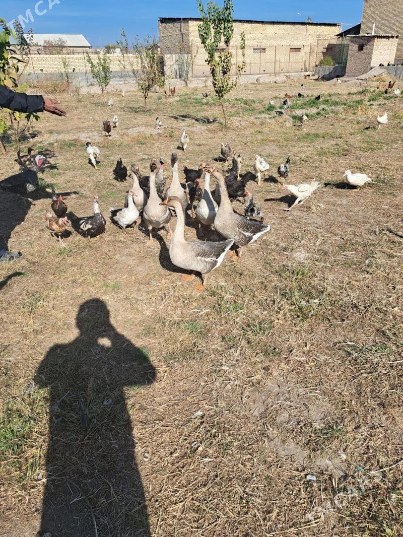 газ утка товук индук - Фарап - img 1