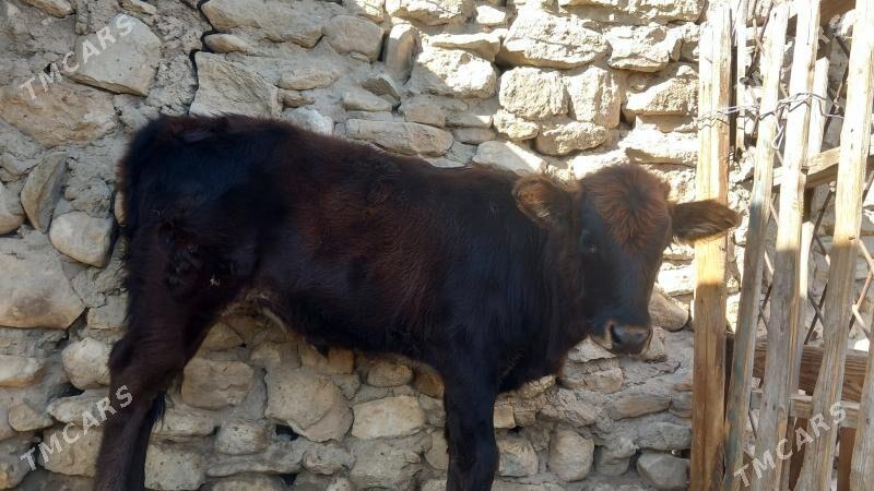 gaçar - Балканабат - img 1