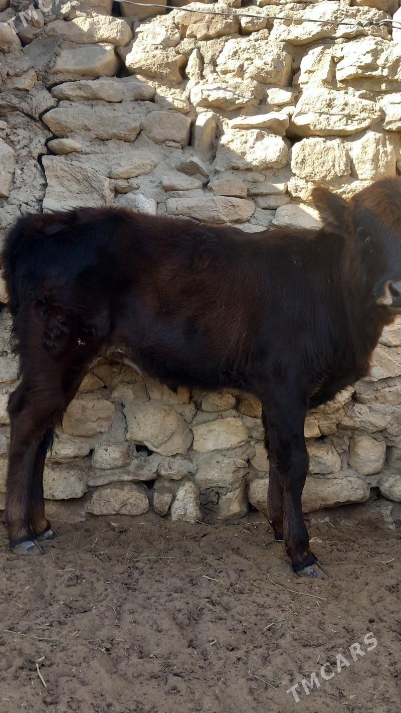 gaçar - Балканабат - img 2