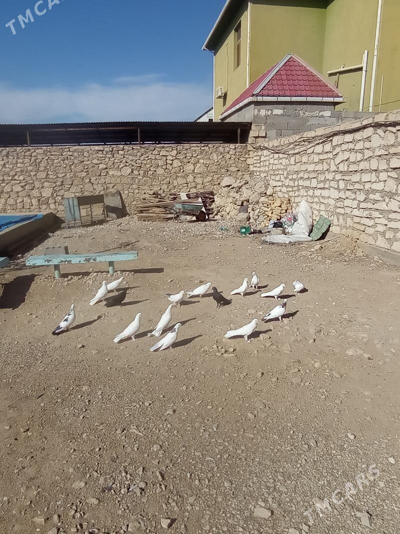 Kepderi - Балканабат - img 3