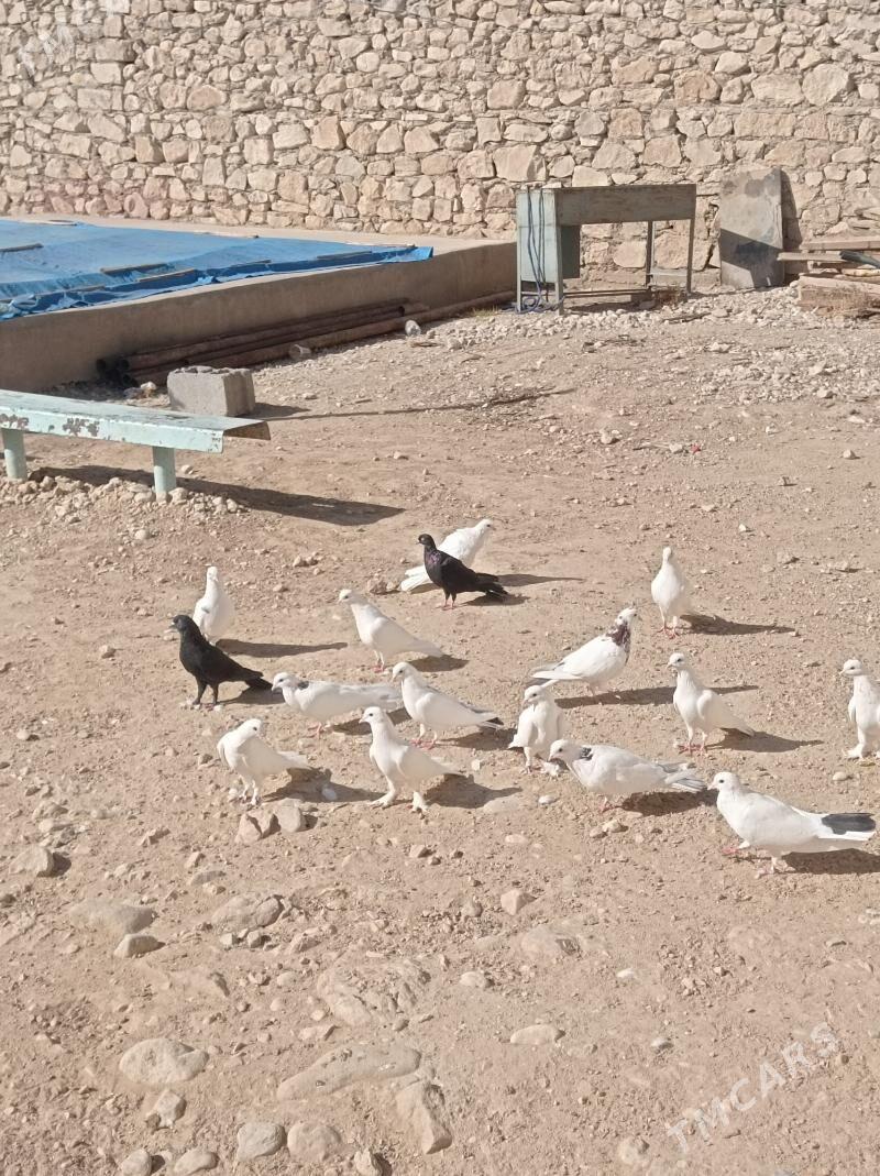 Kepderi - Балканабат - img 4