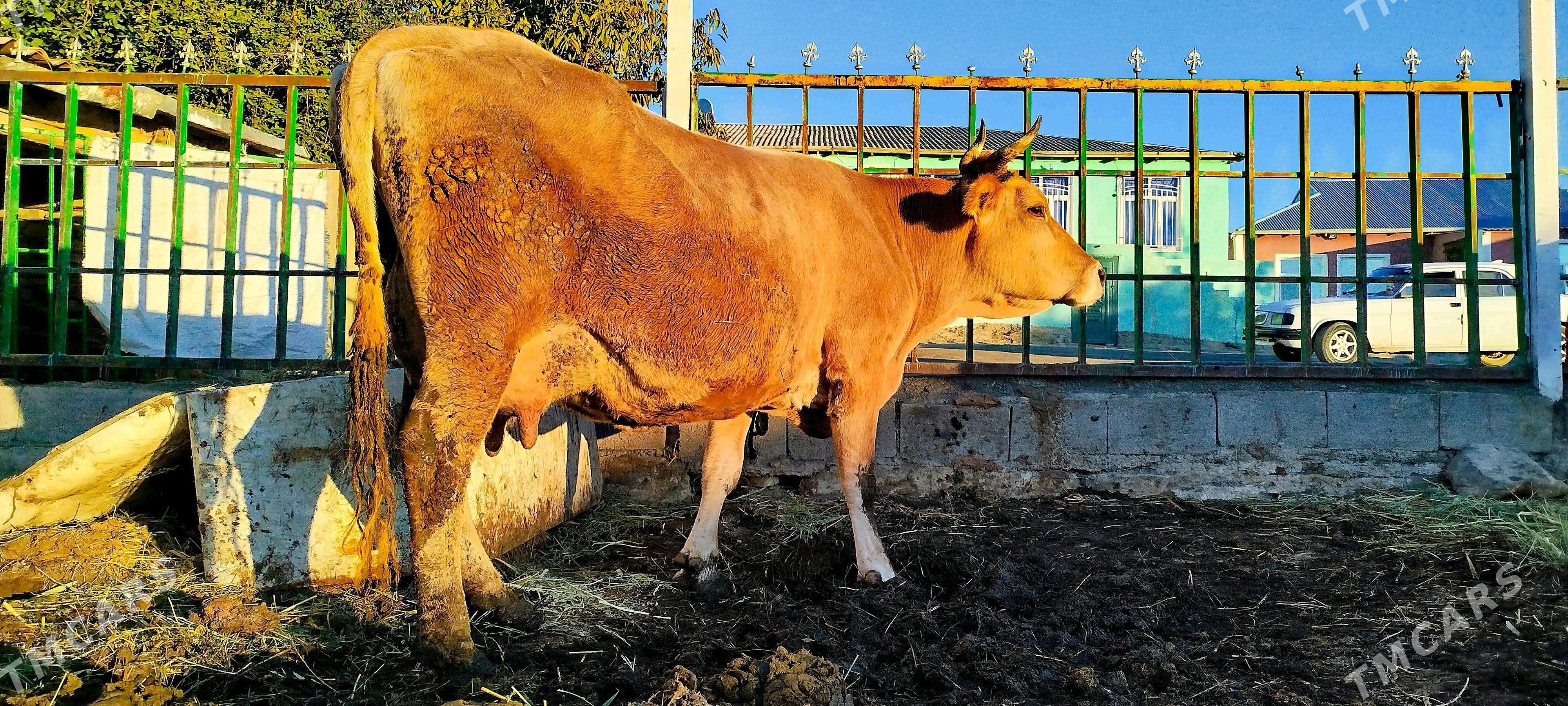 Arassa şiwit Gölely sygyr - Бахарден - img 2