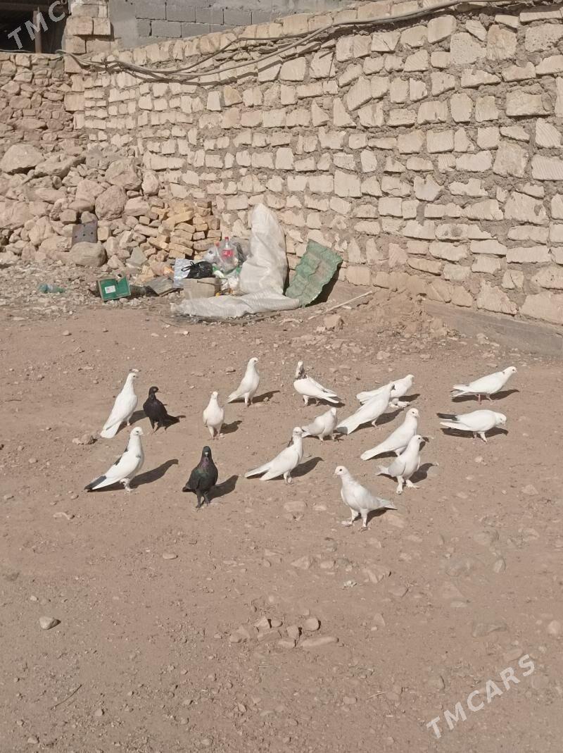 Kepderi - Балканабат - img 5