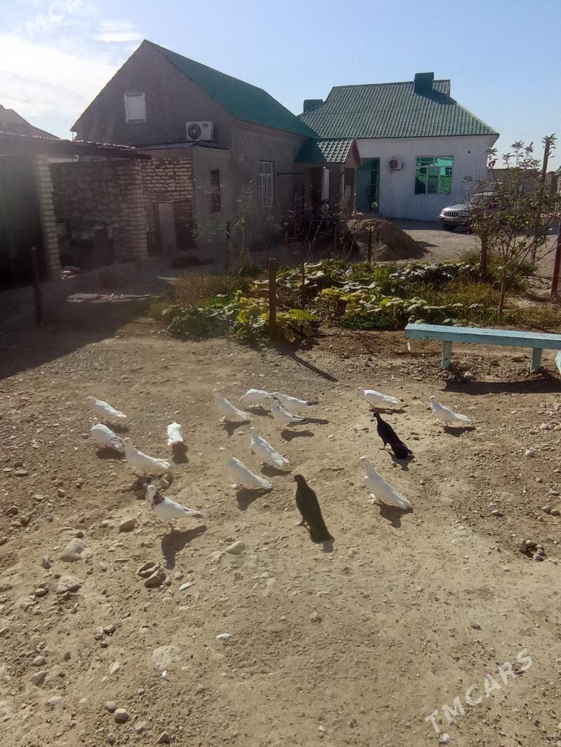 Kepderi - Балканабат - img 2