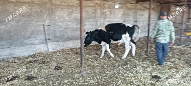 okuzler - Яшлык - img 5