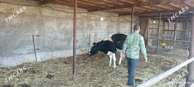 okuzler - Яшлык - img 2