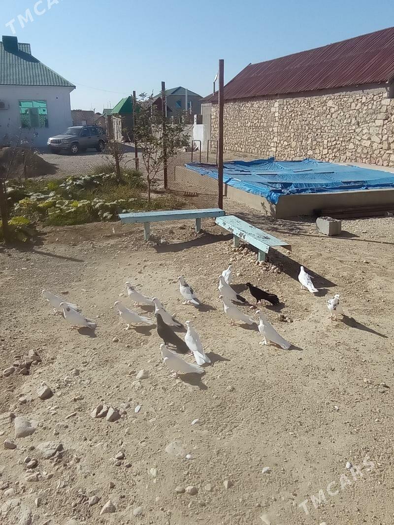 Kepderi - Балканабат - img 1