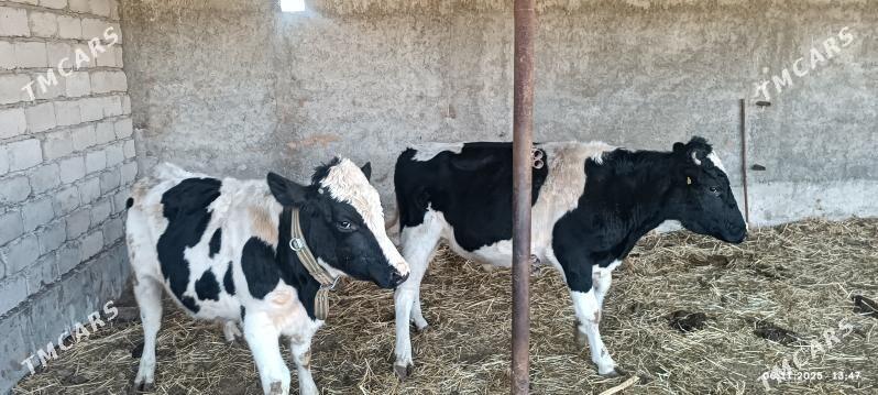 okuzler - Яшлык - img 3