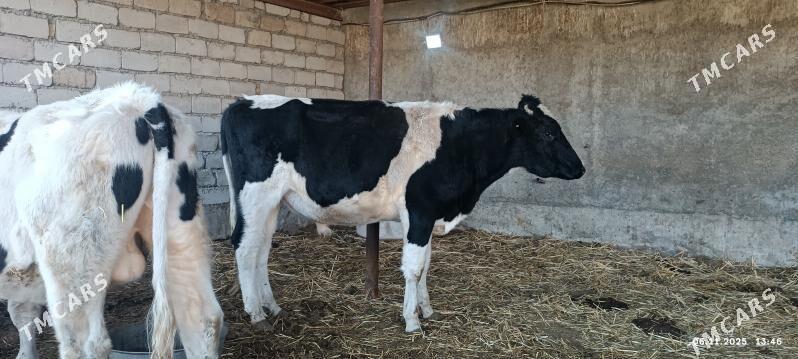 okuzler - Яшлык - img 9